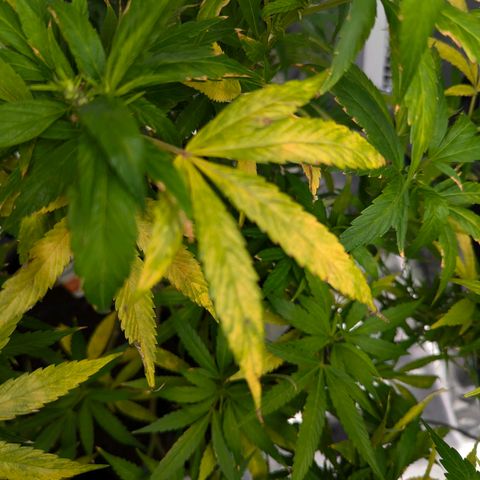 AK47 growlog photo: Zeitumstellung und Trimm haben Pflanze stark gestresst. Heute mit neuer Düngemischung gegossen
