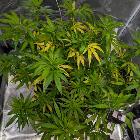 AK47 growlog photo: Zeitumstellung und Trimm haben Pflanze stark gestresst. Heute mit neuer Düngemischung gegossen
