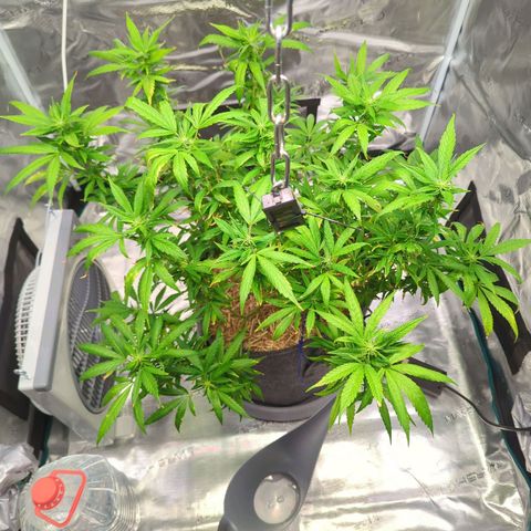 AK47 growlog timeline photo