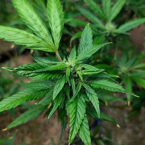 AK47 growlog photo: AK erholt sich vom Sonnenbrand und vom Zug. Sieht vitaler aus, Blüten inzwischen deutlich zu erkennen. 