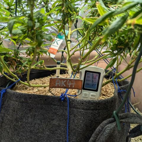 AK47 growlog photo: AK erholt sich vom Sonnenbrand und vom Zug. Sieht vitaler aus, Blüten inzwischen deutlich zu erkennen. 