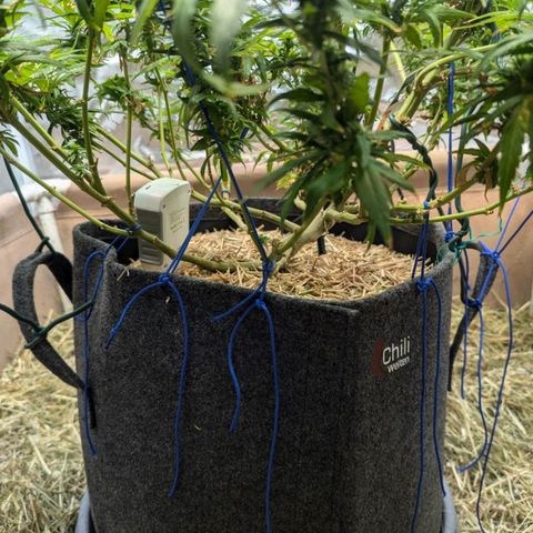 AK47 growlog photo: AK erholt sich vom Sonnenbrand und vom Zug. Sieht vitaler aus, Blüten inzwischen deutlich zu erkennen. 