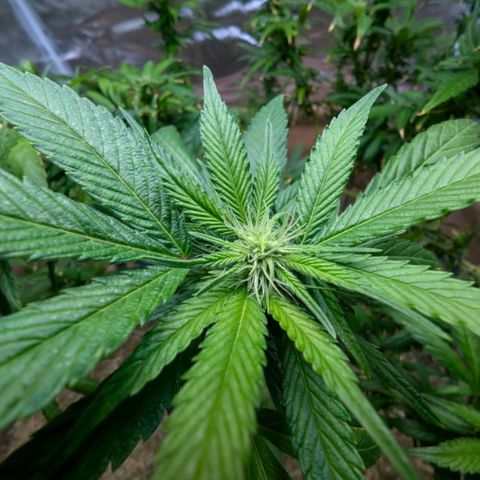 AK47 growlog photo: AK erholt sich vom Sonnenbrand und vom Zug. Sieht vitaler aus, Blüten inzwischen deutlich zu erkennen. 