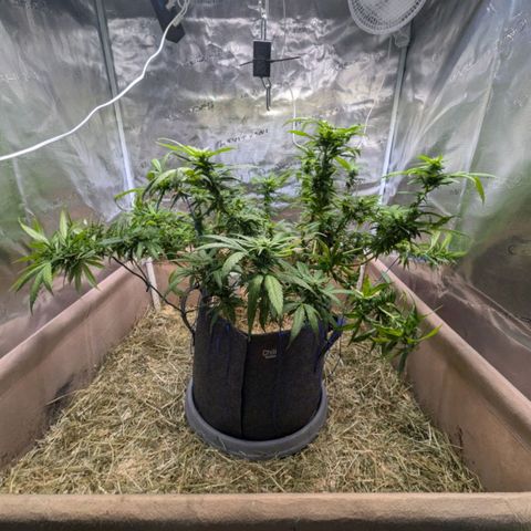 AK47 growlog photo: AK erholt sich vom Sonnenbrand und vom Zug. Sieht vitaler aus, Blüten inzwischen deutlich zu erkennen. 