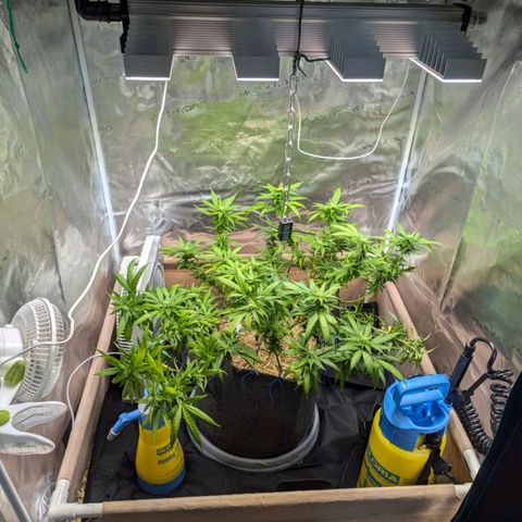AK47 growlog photo: AK erholt sich vom Sonnenbrand und vom Zug. Sieht vitaler aus, Blüten inzwischen deutlich zu erkennen. 