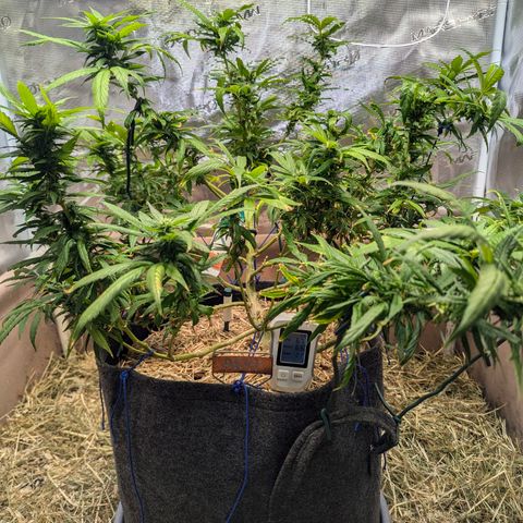 AK47 growlog photo: AK erholt sich vom Sonnenbrand und vom Zug. Sieht vitaler aus, Blüten inzwischen deutlich zu erkennen. 