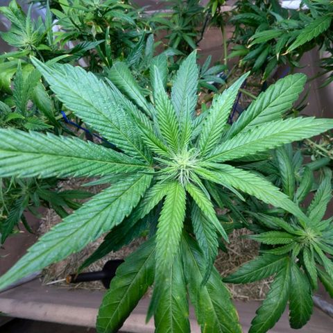 AK47 growlog photo: AK erholt sich vom Sonnenbrand und vom Zug. Sieht vitaler aus, Blüten inzwischen deutlich zu erkennen. 