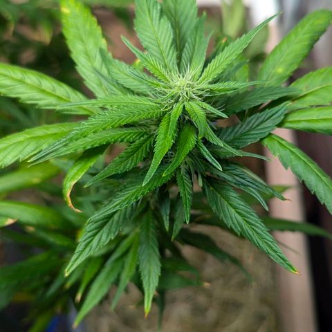 AK47 growlog photo: AK erholt sich vom Sonnenbrand und vom Zug. Sieht vitaler aus, Blüten inzwischen deutlich zu erkennen. 