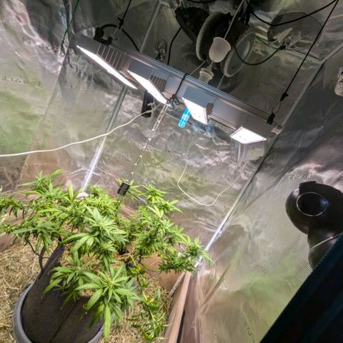 AK47 growlog photo: AK erholt sich vom Sonnenbrand und vom Zug. Sieht vitaler aus, Blüten inzwischen deutlich zu erkennen. 
