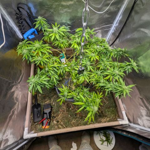 AK47 growlog timeline photo