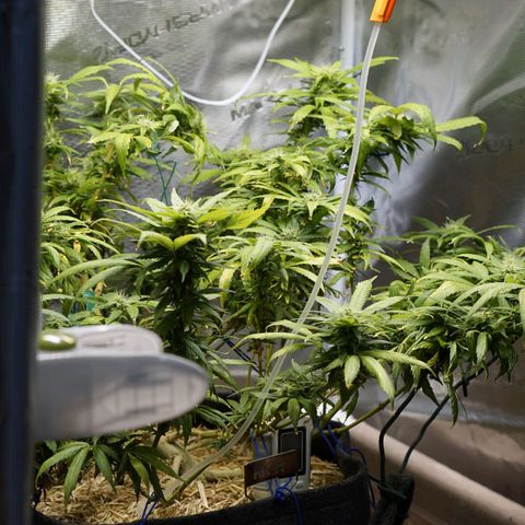 AK47 growlog timeline photo