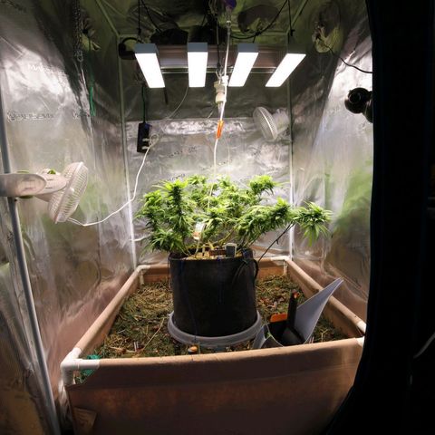 AK47 growlog timeline photo