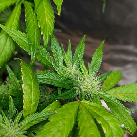 AK47 growlog timeline photo