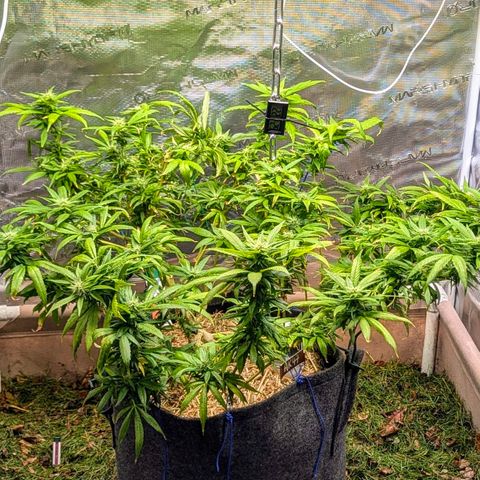 AK47 growlog timeline photo