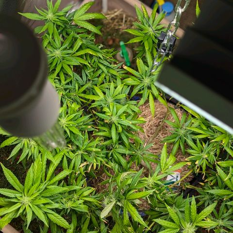 AK47 growlog timeline photo
