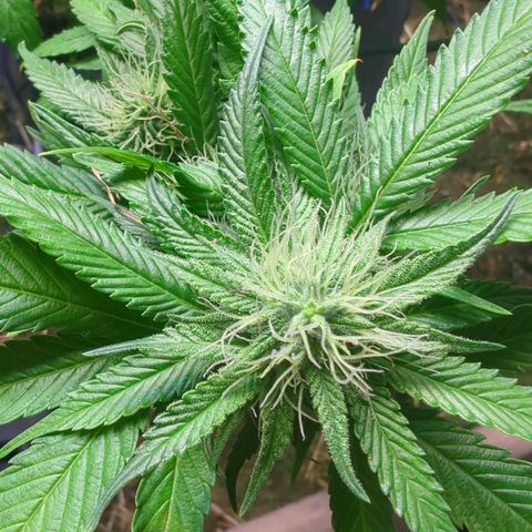 AK47 growlog timeline photo