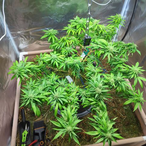 AK47 growlog timeline photo