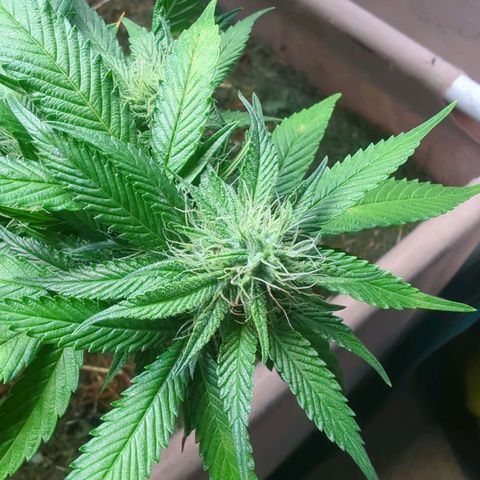AK47 growlog timeline photo