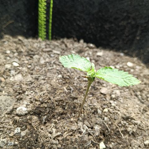 Genética desconocida - Amigo guayota growlog photo: Indicios de estrés luminico, causas de la separación de la luz
