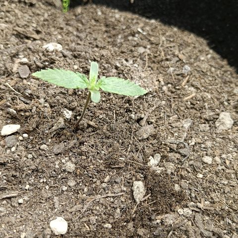 Genética desconocida growlog photo: Parece no haber mucho cambio, empiezan a salir las segundas hojas propias.