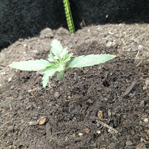 Genética desconocida growlog photo: Formación un poco extraña en sus hojas, tallo aún delgado pero planta compacta.