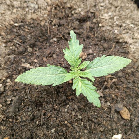 Genética desconocida growlog photo: Formación un poco extraña en sus hojas, tallo aún delgado pero planta compacta.