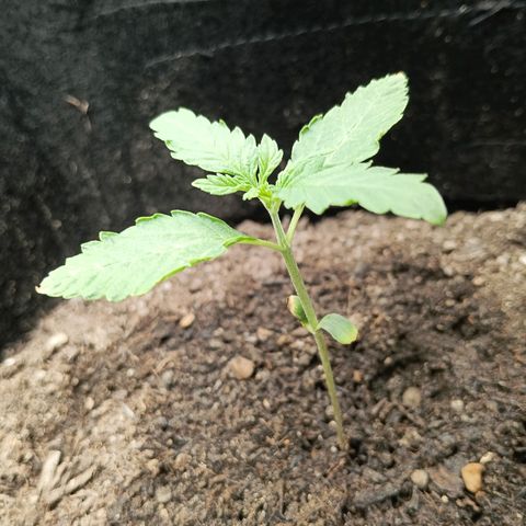 Genética desconocida - Amigo guayota growlog timeline photo