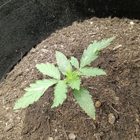 Genética desconocida growlog timeline photo