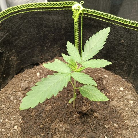 Genética desconocida - Amigo guayota growlog timeline photo