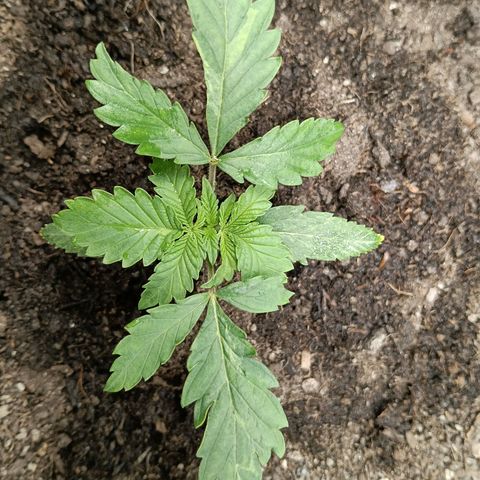 Genética desconocida growlog timeline photo