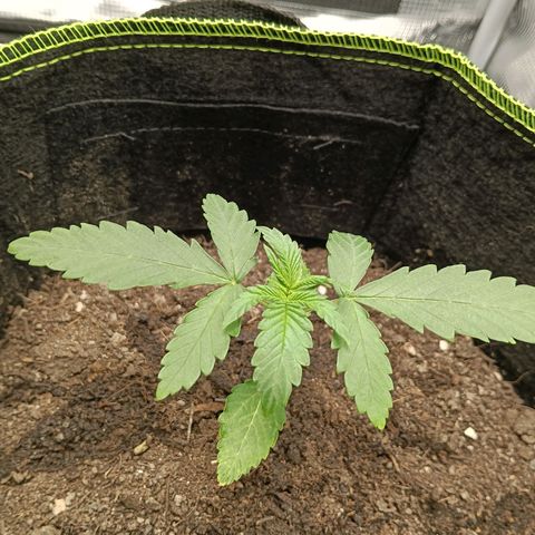 Genética desconocida - Amigo guayota growlog timeline photo