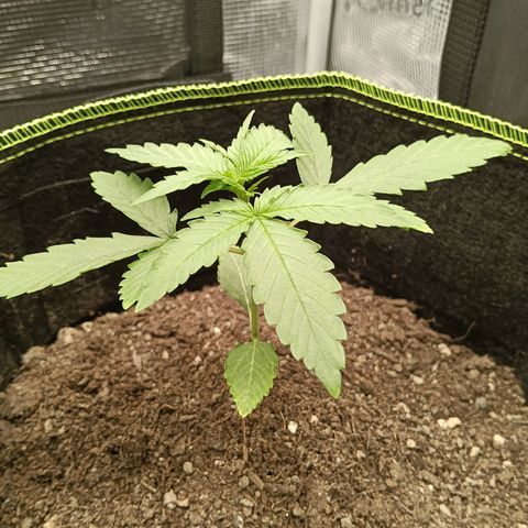Genética desconocida - Amigo guayota growlog timeline photo