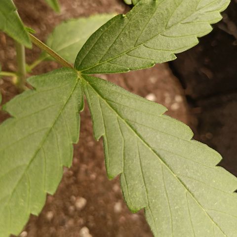 Genética desconocida - Amigo guayota growlog photo: Tallo que une a las hojas se empieza a tornar rosáceo/moradet