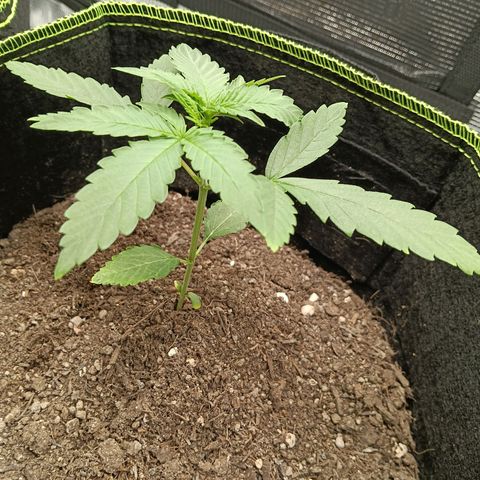 Genética desconocida - Amigo guayota growlog photo: Tallo que une a las hojas se empieza a tornar rosáceo/moradet