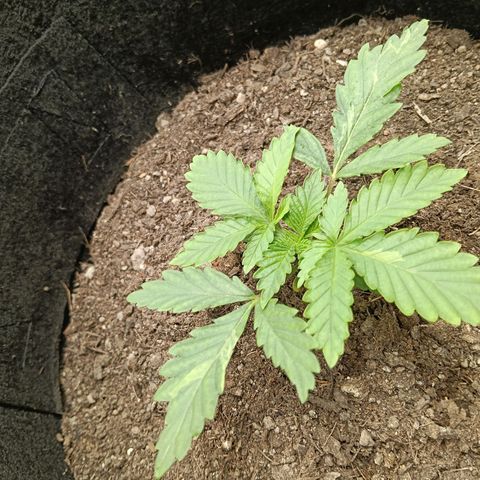 Genética desconocida growlog timeline photo