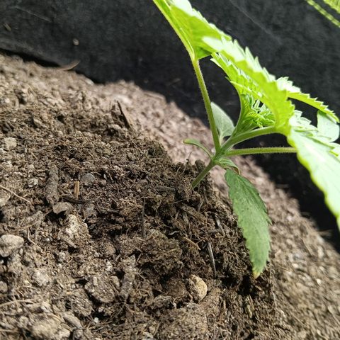 Genética desconocida growlog timeline photo
