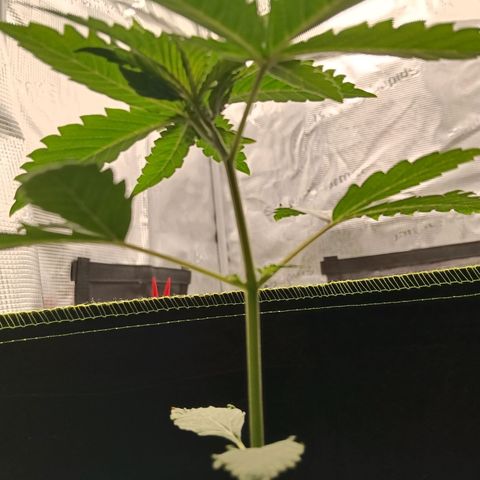 Genética desconocida - Amigo guayota growlog photo: Estado de planta previo a LST