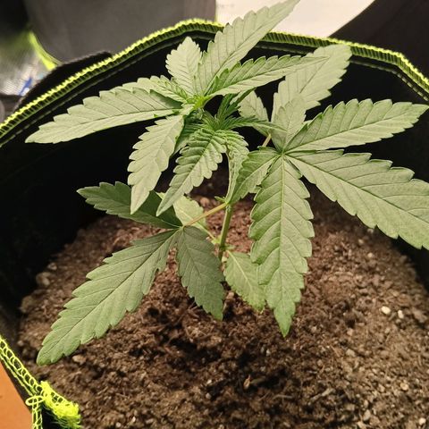 Genética desconocida - Amigo guayota growlog photo: Estado de planta previo a LST