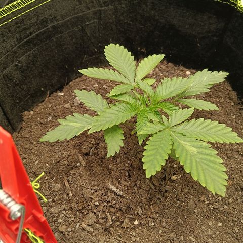 Genética desconocida growlog timeline photo