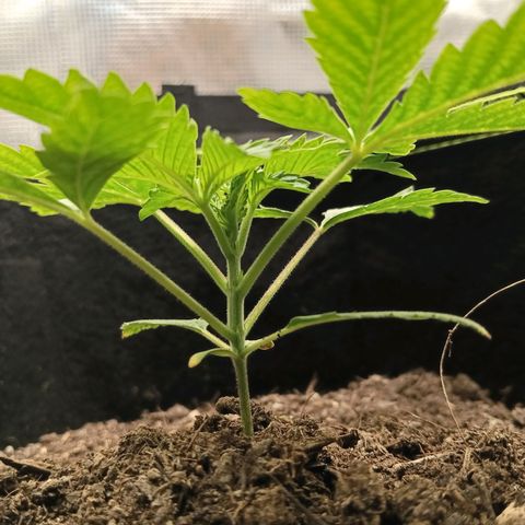 Genética desconocida growlog photo: Omitiremos entrenamiento lst en esta planta 
