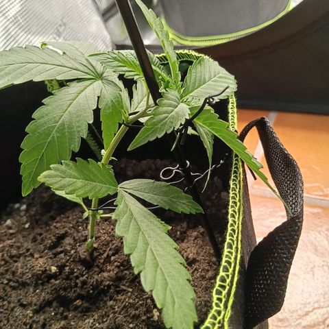 Genética desconocida - Amigo guayota growlog photo: Estado tras ejecución de LST