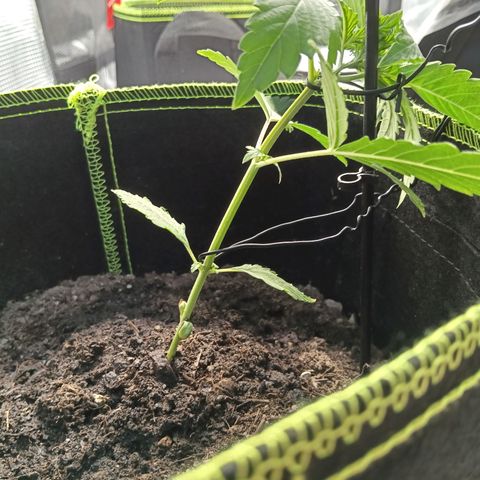 Genética desconocida - Amigo guayota growlog photo: Estado tras ejecución de LST
