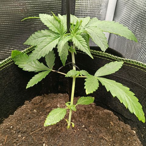 Genética desconocida - Amigo guayota growlog timeline photo