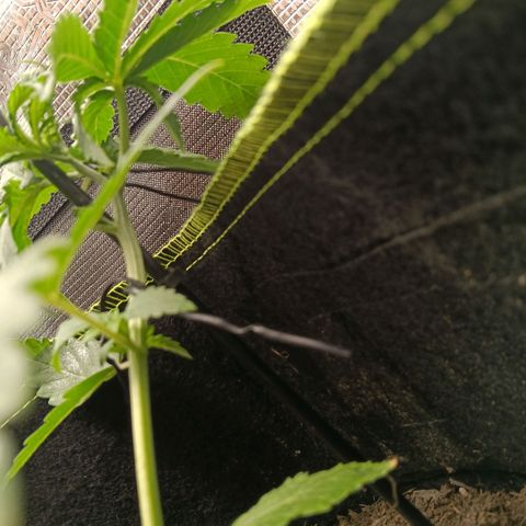 Genética desconocida - Amigo guayota growlog timeline photo