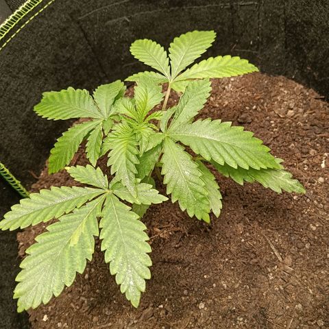 Genética desconocida growlog timeline photo