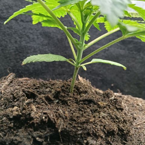 Genética desconocida growlog timeline photo