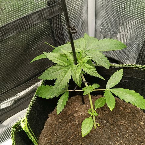 Genética desconocida - Amigo guayota growlog timeline photo