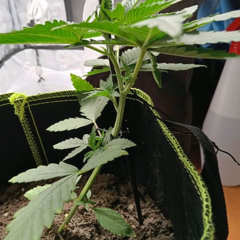 Genética desconocida - Amigo guayota growlog timeline photo