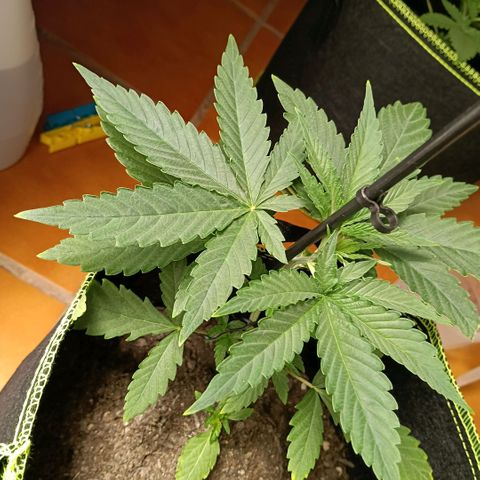 Genética desconocida - Amigo guayota growlog timeline photo