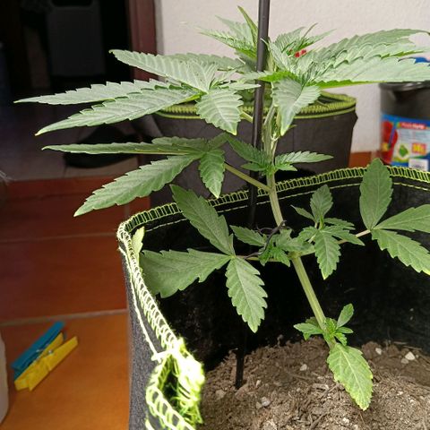 Genética desconocida - Amigo guayota growlog timeline photo